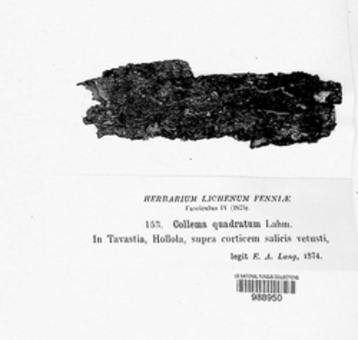 Collema quadratum image